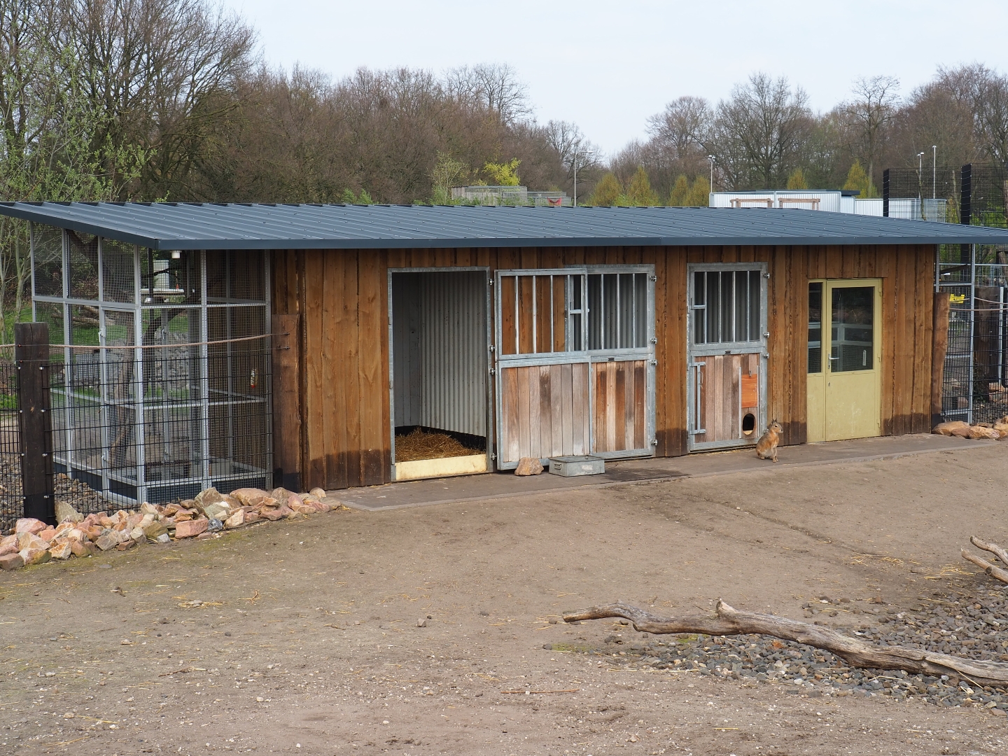 Vicuña, Patagonian and Chacoan mara, pygmy owl, viscacha and Yucatan squirrel building, 2019-04-06