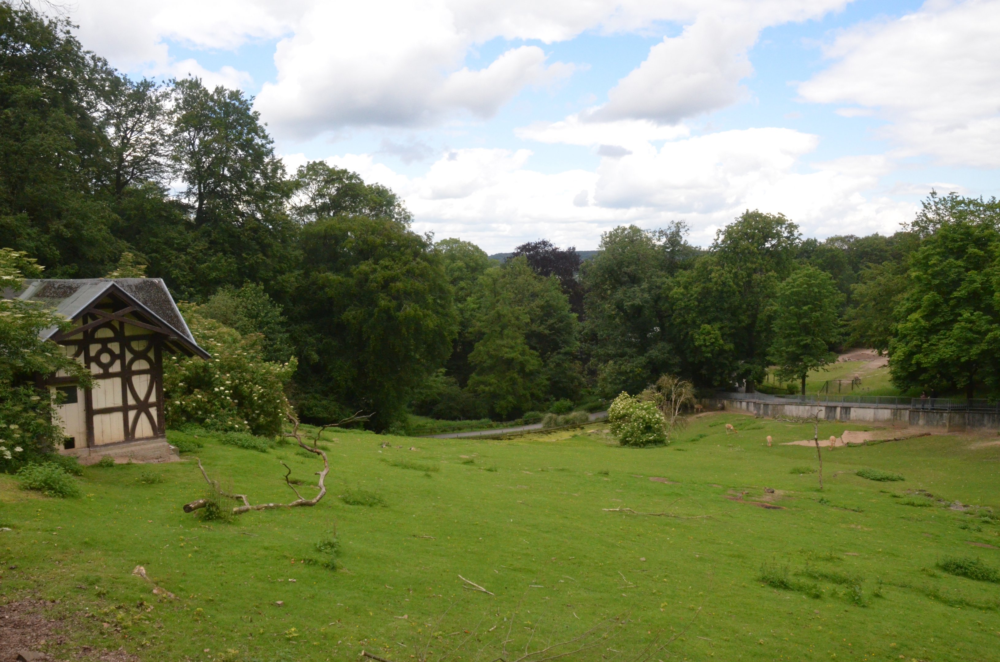Vicuna, Patagonian Mara and Darwin's Rhea Enclosure at Wuppertal, 16/06/19