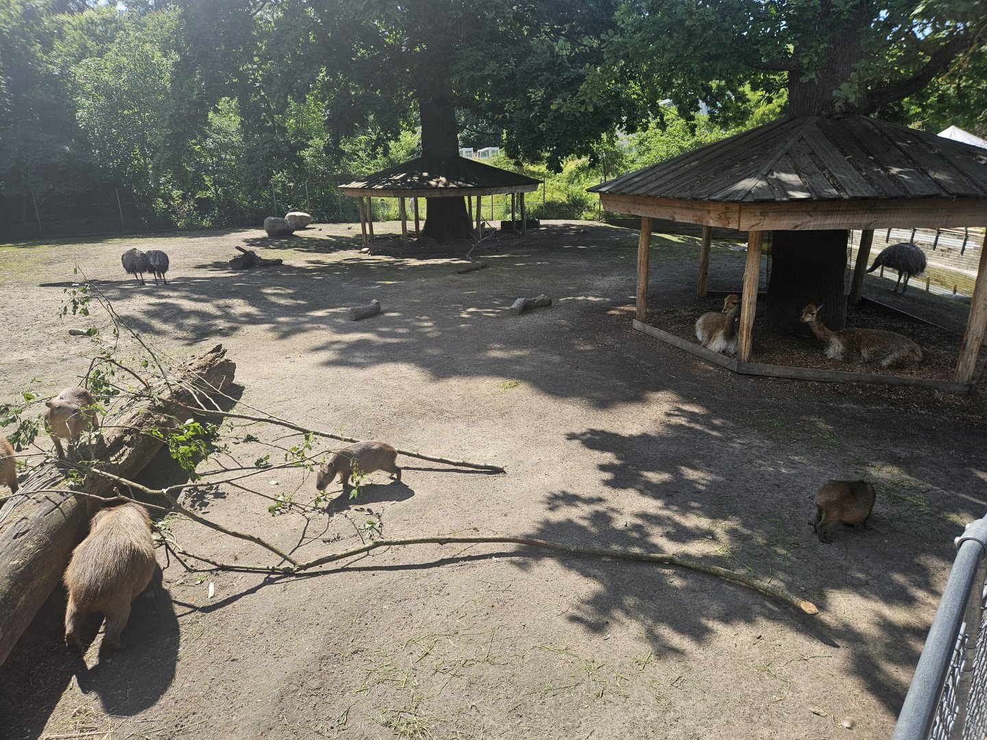 Vicuna rhea and capybara habitat