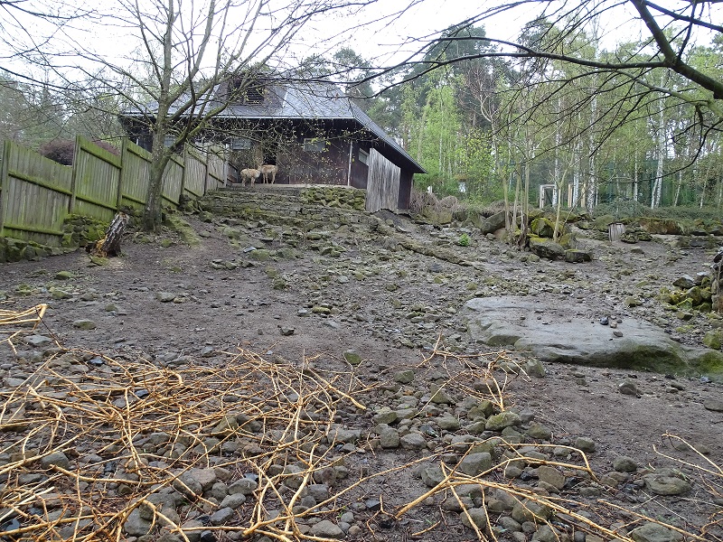 Vicuna + rhea enclosure (04/23)