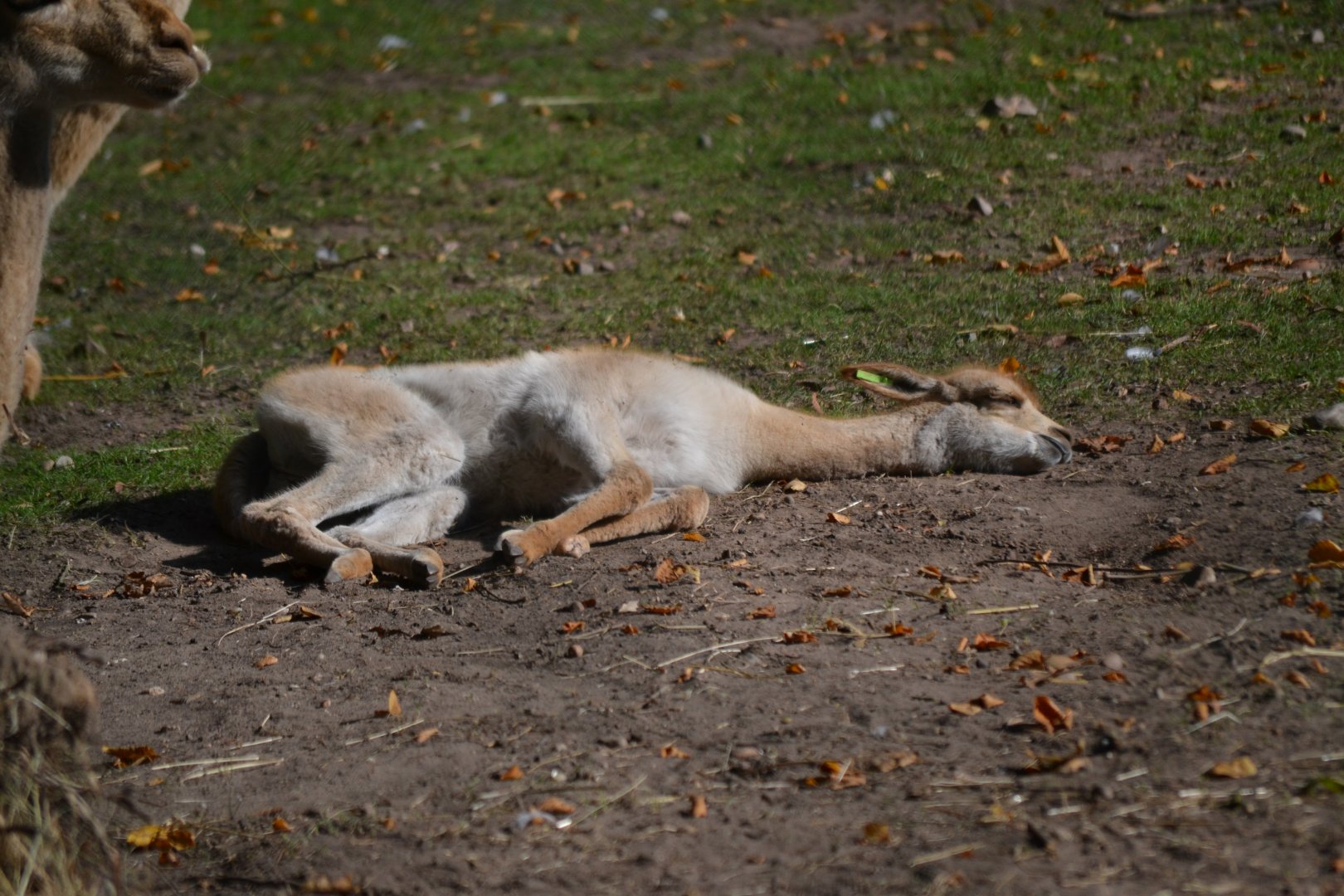 Vicuna - September 2015