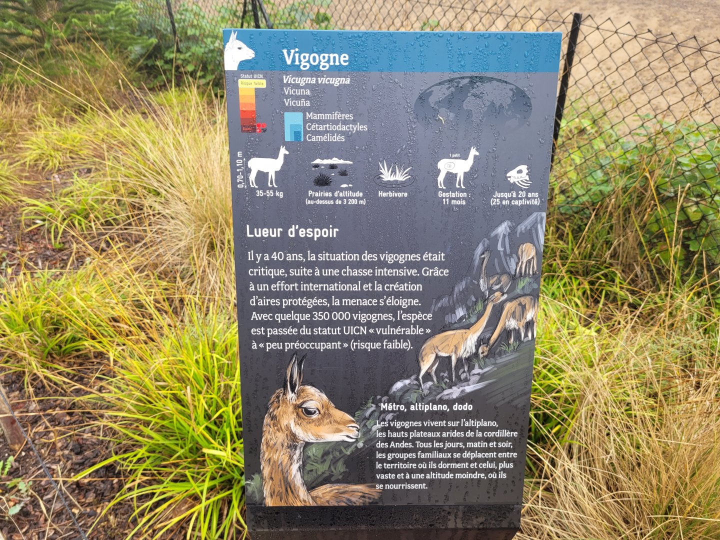 Vicuña sign -Parc Zoologique de Paris (2022)