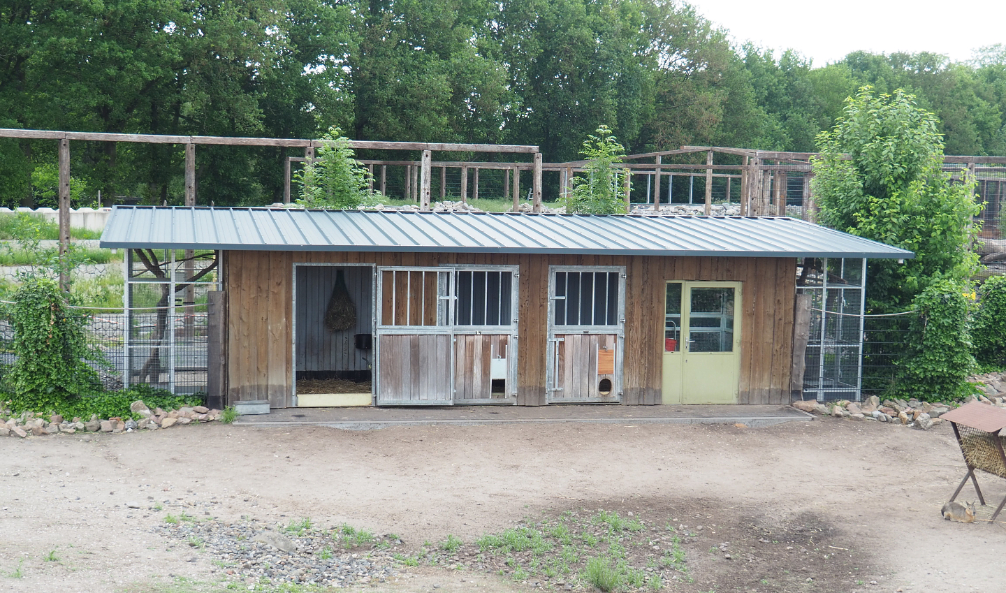 Vicuña, South American rodent and parrot house, 2022-05-17