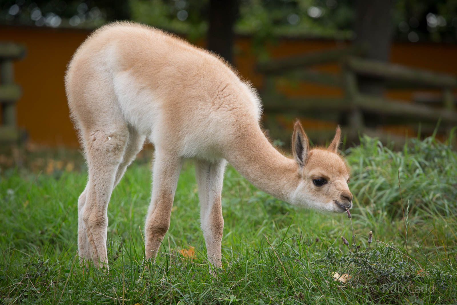 Vicuna : Twycross : 03 Oct 2014
