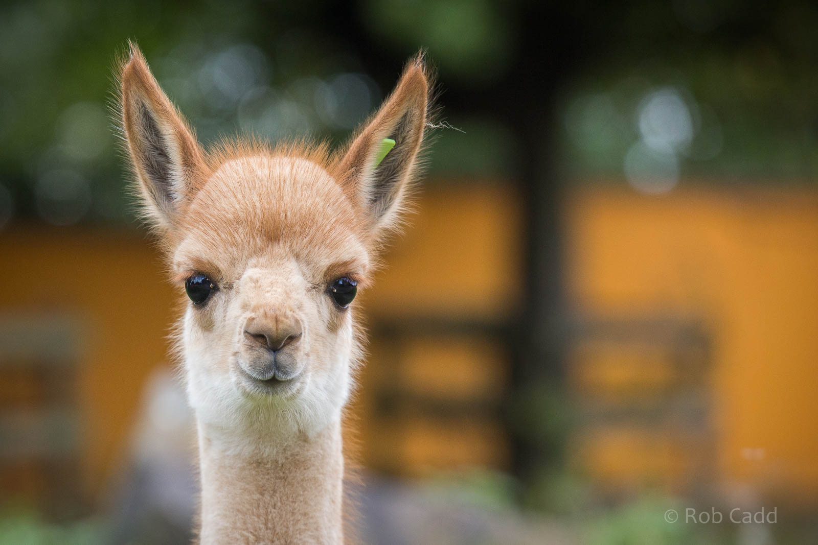 Vicuna : Twycross : 03 Oct 2014