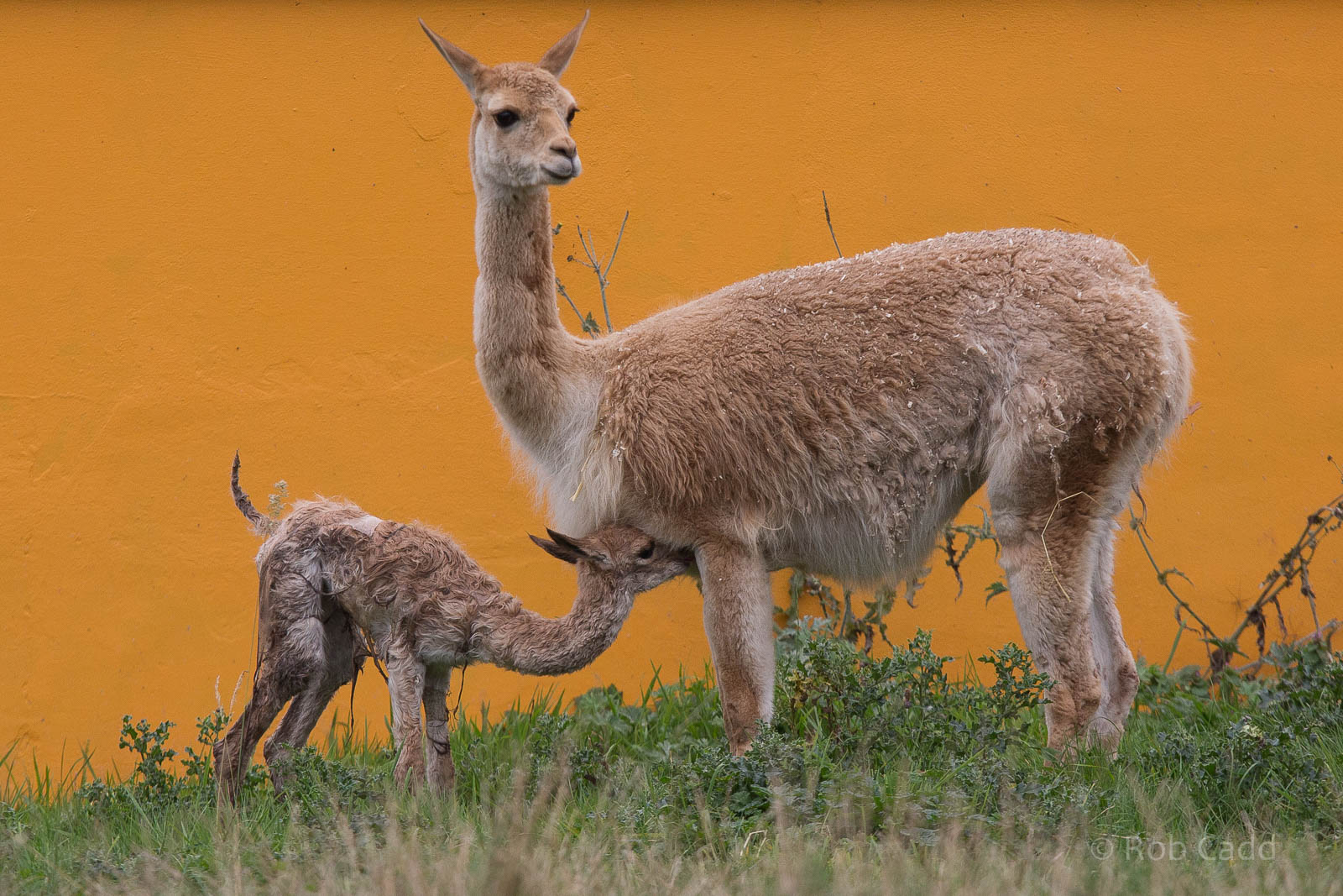 Vicuna : Twycross : 19 Sep 2014