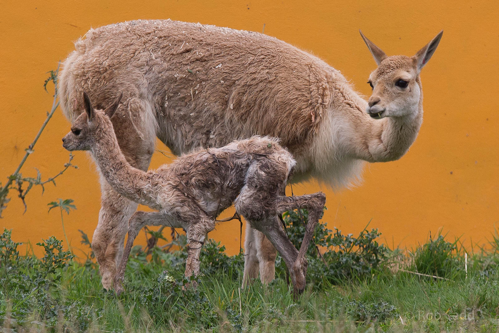 Vicuna : Twycross : 19 Sep 2014