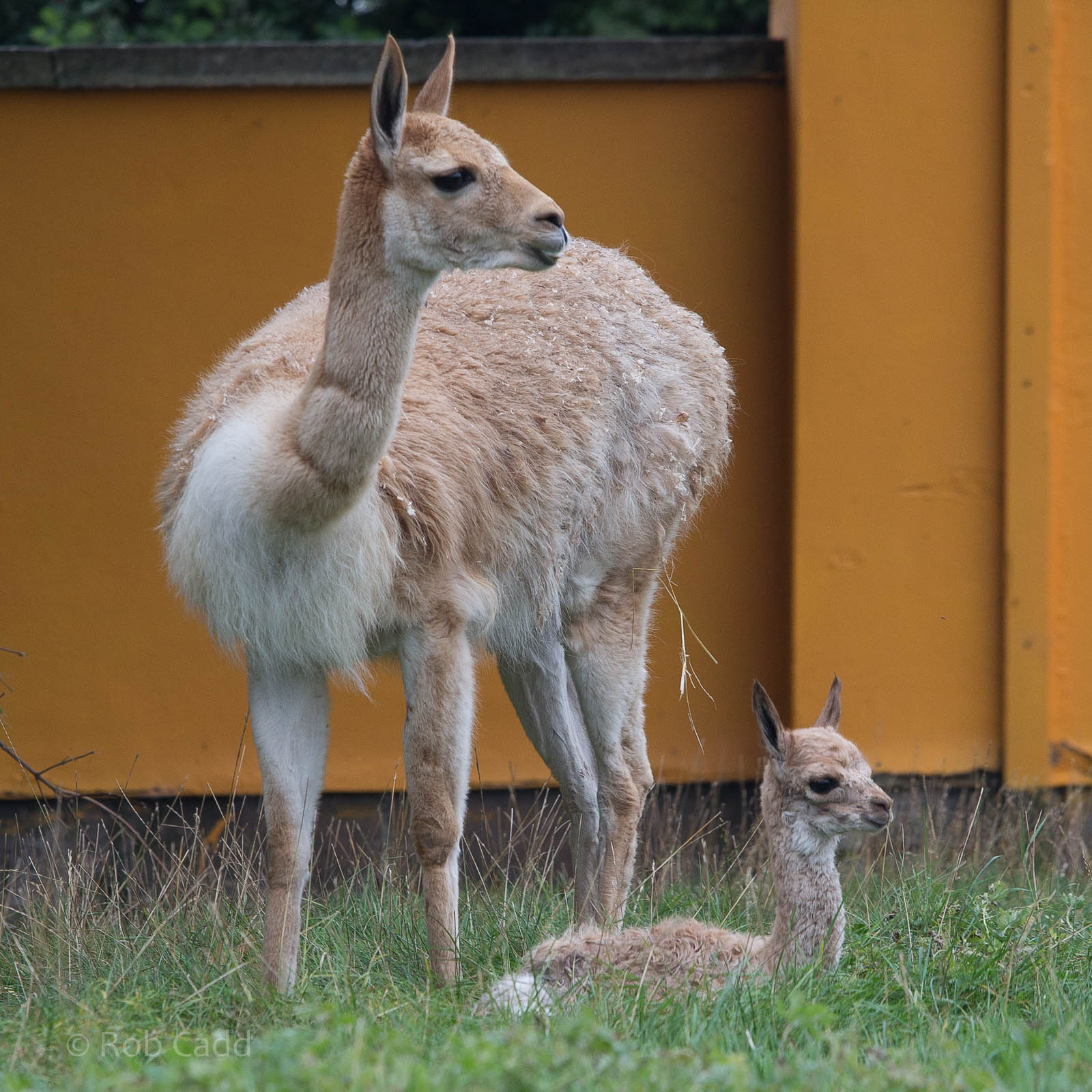 Vicuna : Twycross : 19 Sep 2014