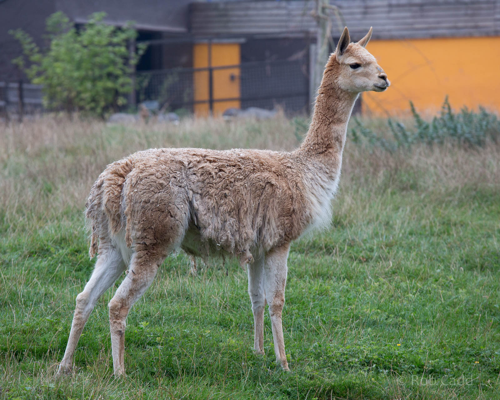 Vicuna : Twycross : 19 Sep 2014