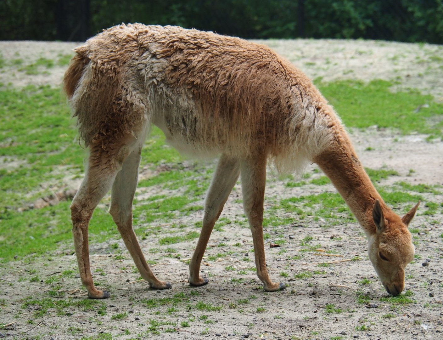 Vicuña (Vicugna pacos), 2019-06-26