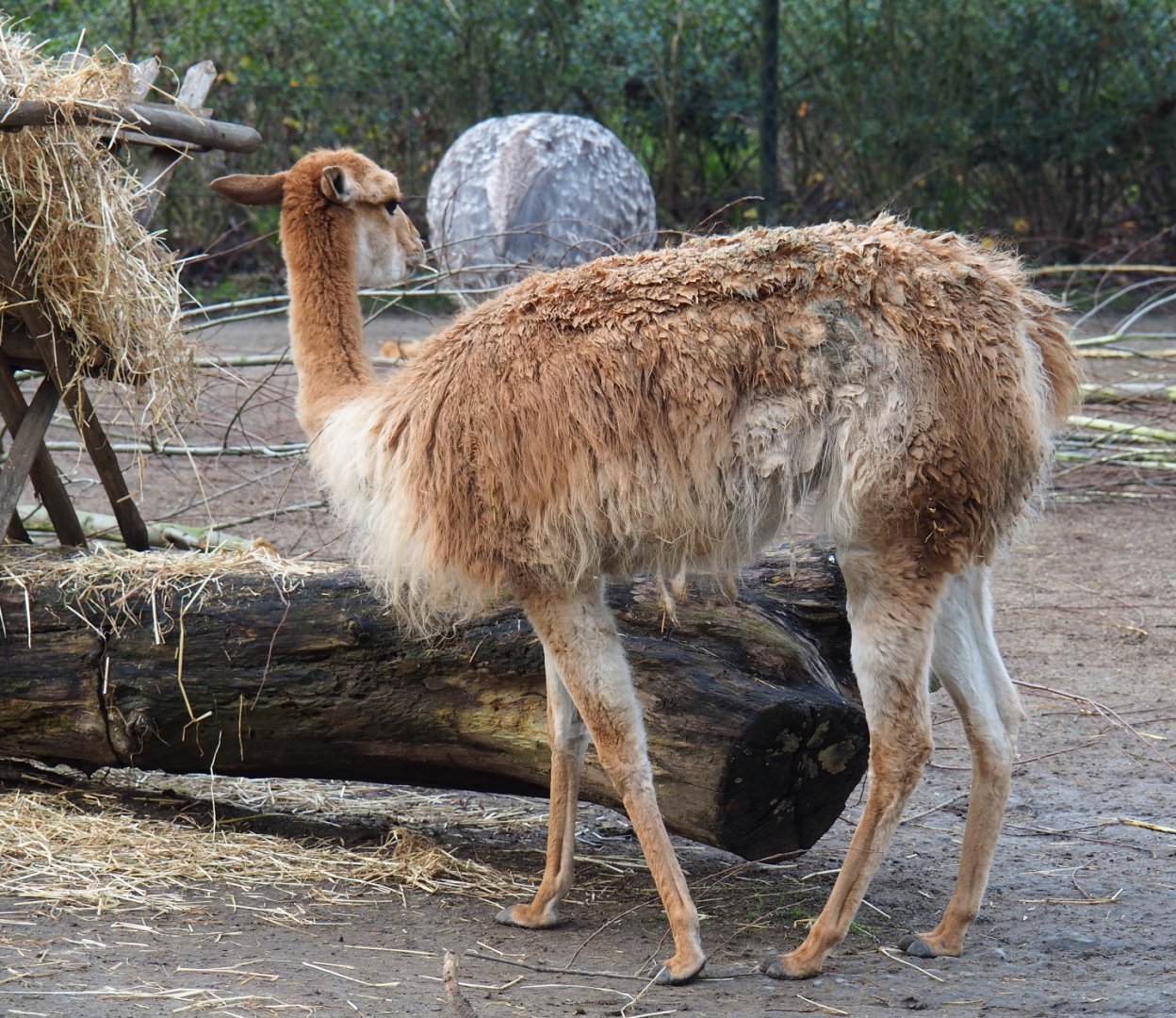 Vicuña (Vicugna pacos), 2020-01-11