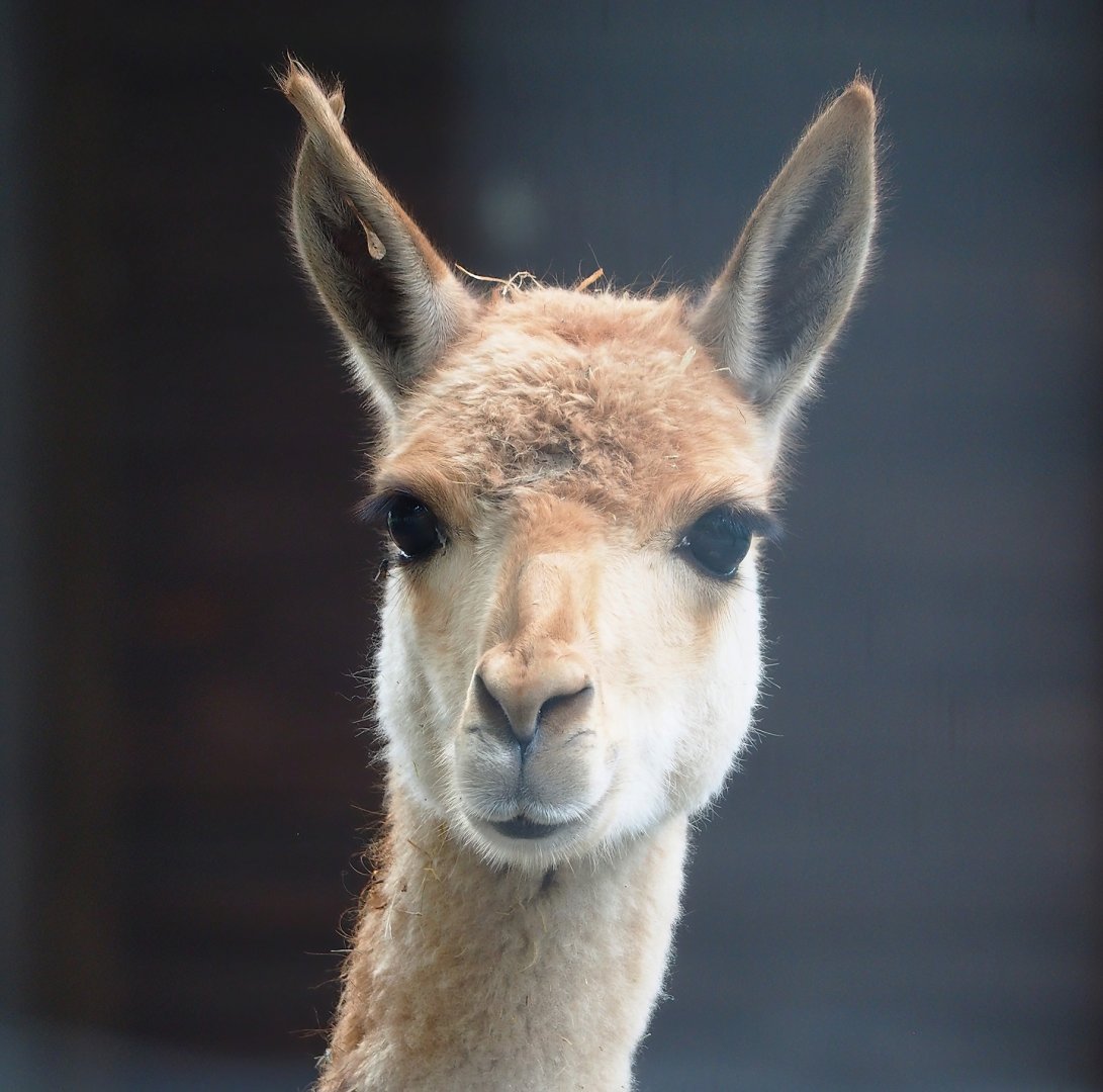 Vicuña (Vicugna pacos), 2023-10-13