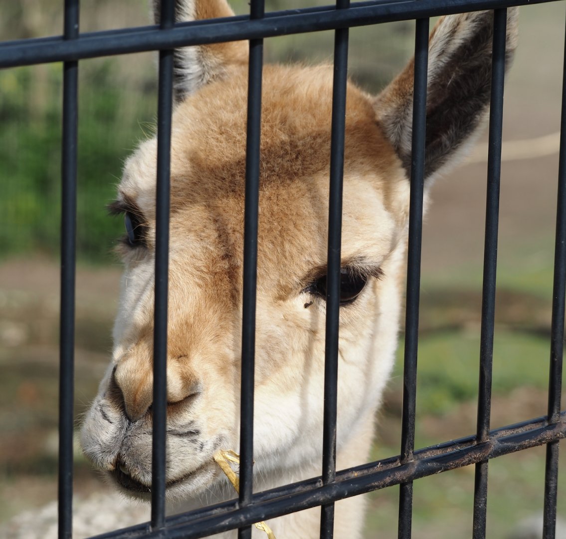 Vicuña (Vicugna pacos), 2024-04-14