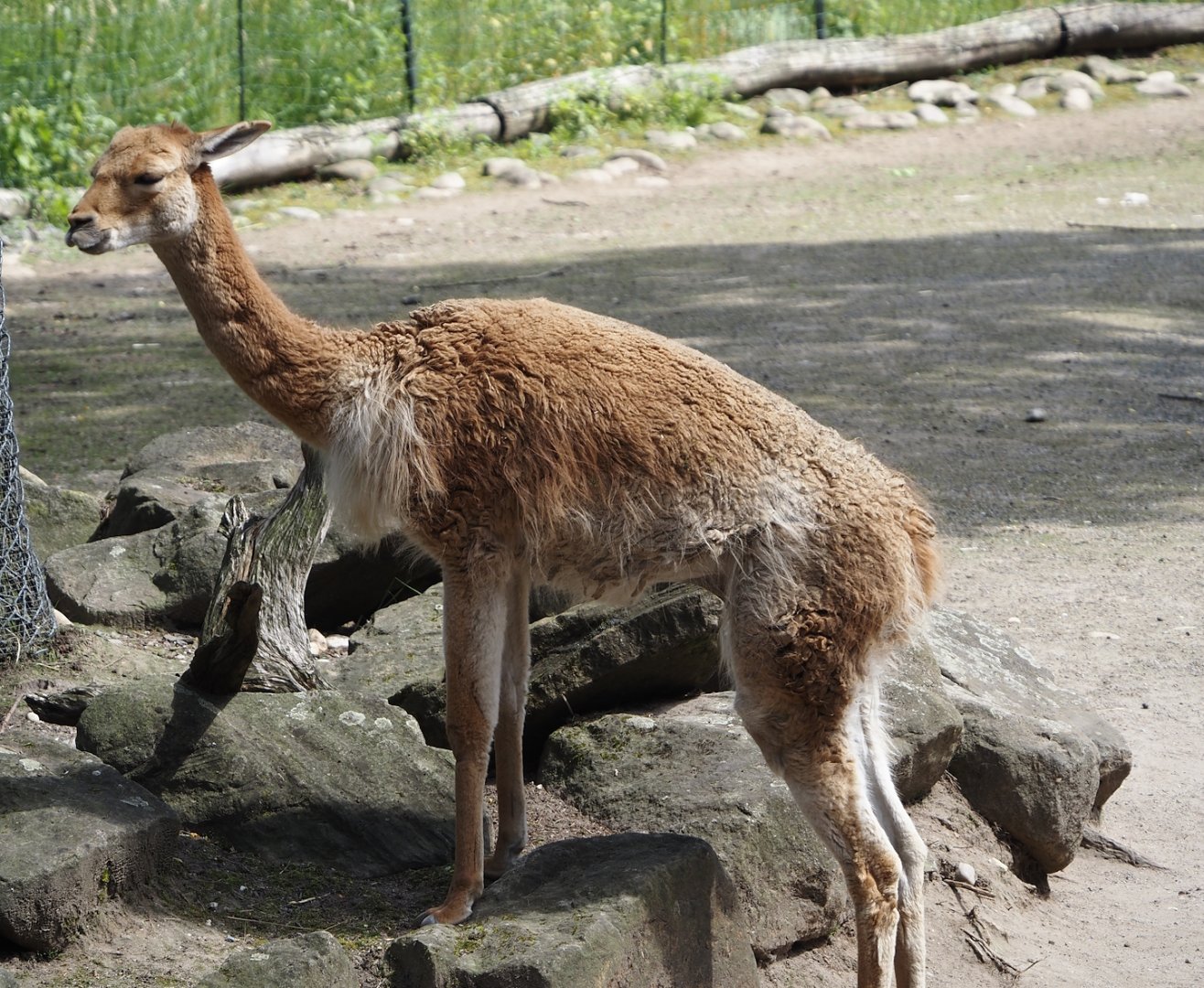 Vicuña (Vicugna pacos), 2024-06-08