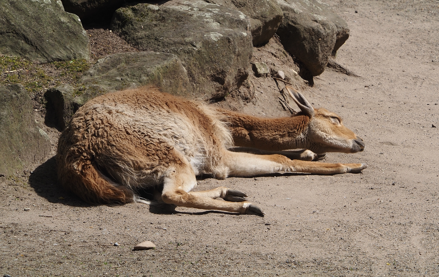 Vicuña (Vicugna pacos), 2024-06-08