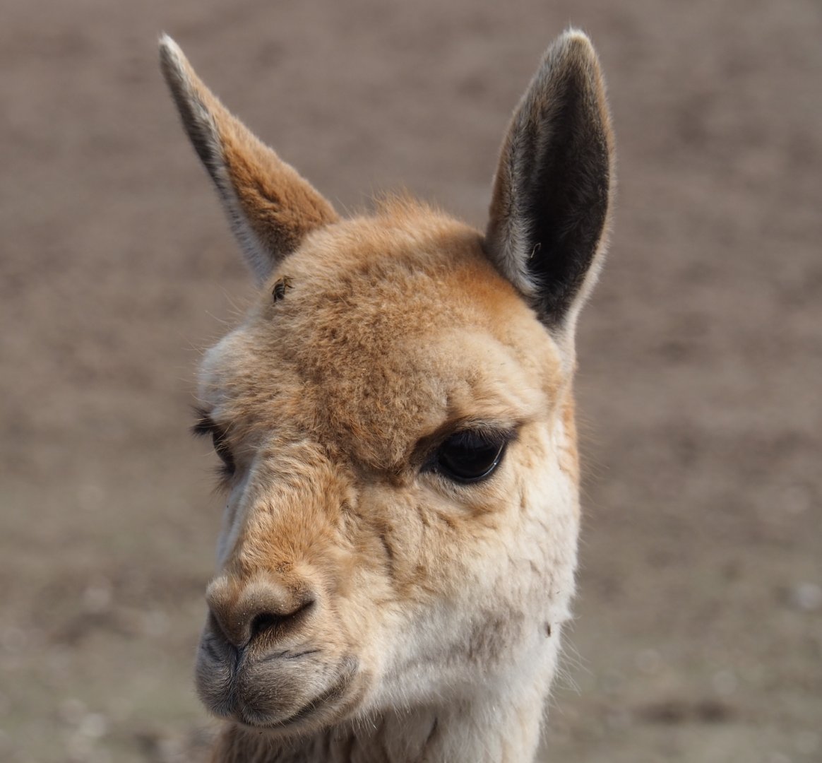 Vicuña (Vicugna vicugna), 2019-04-06