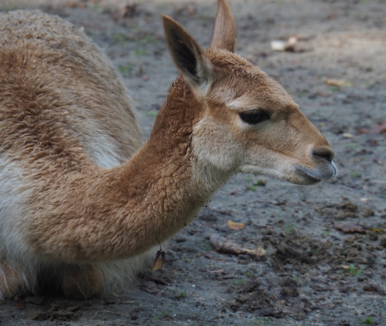 Vicuña (Vicugna vicugna), 2020-10-10