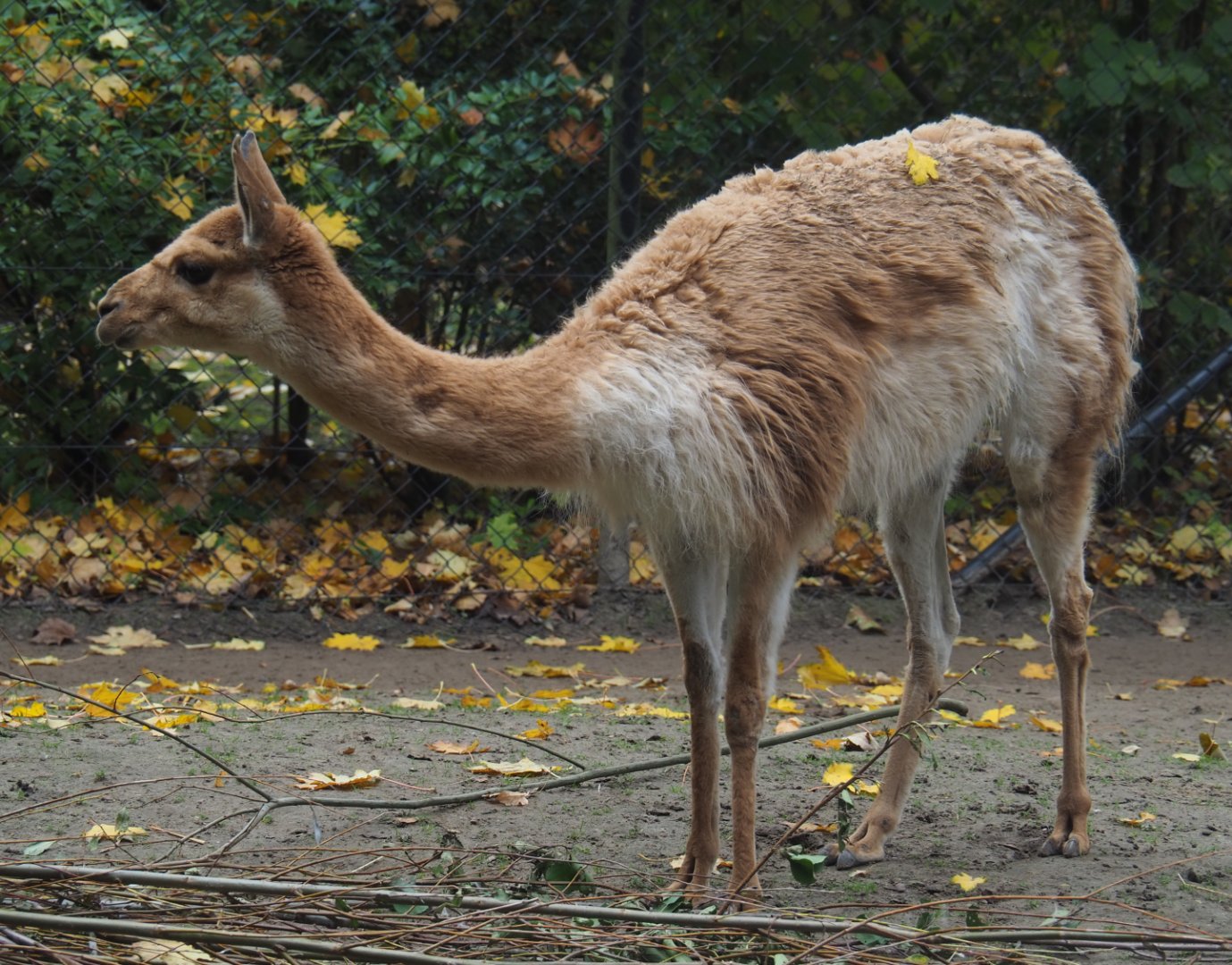 Vicuña (Vicugna vicugna), 2020-10-19
