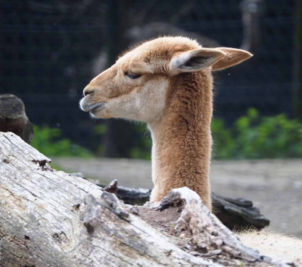 Vicuña (Vicugna vicugna), 2021-04-20