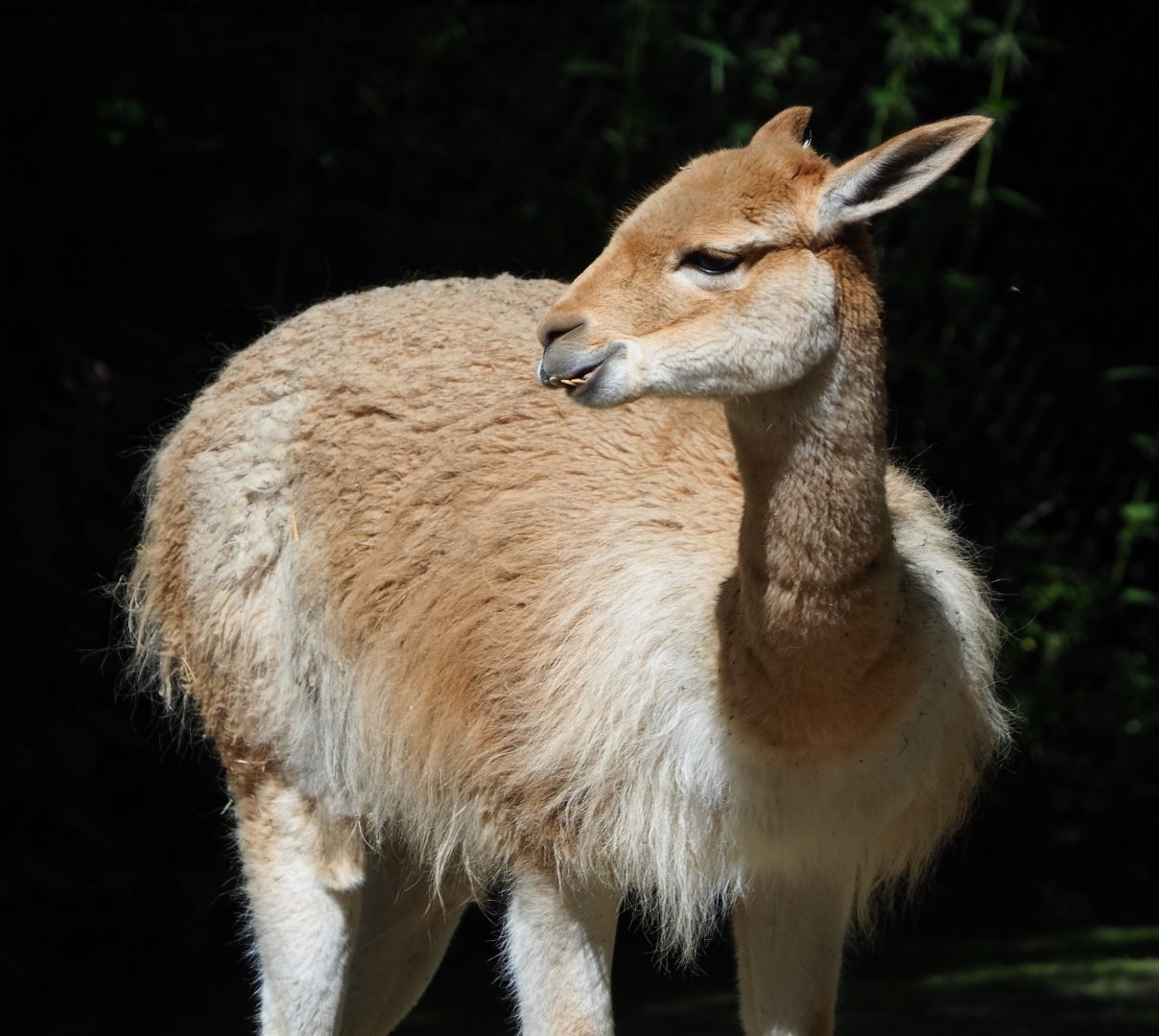 Vicuña (Vicugna vicugna), 2021-06-01