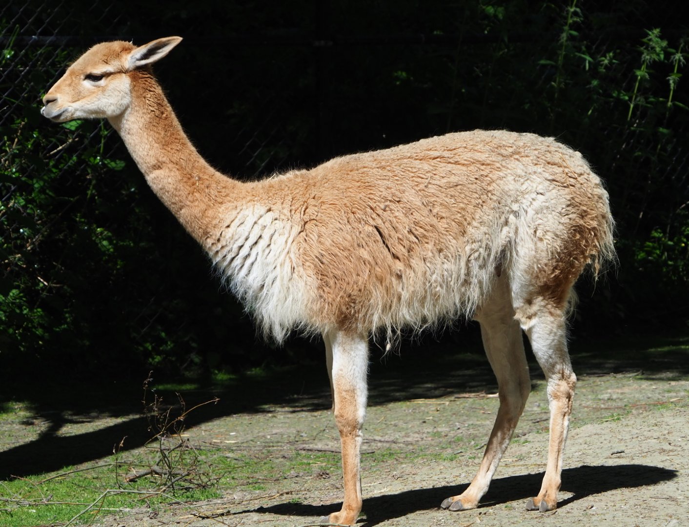 Vicuña (Vicugna vicugna), 2021-06-01