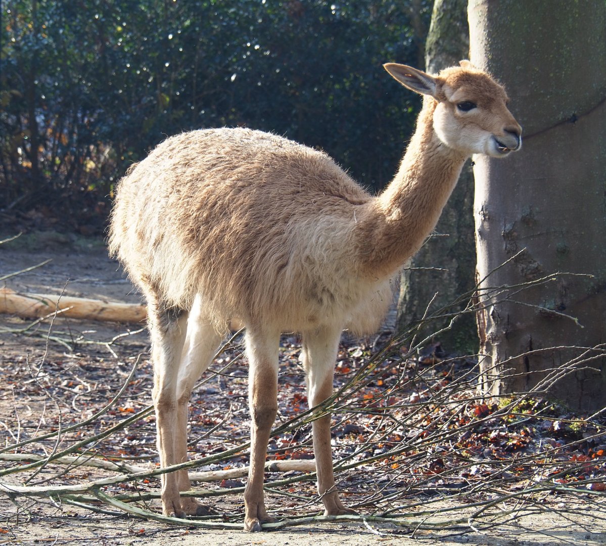 Vicuña (Vicugna vicugna), 2021-12-22