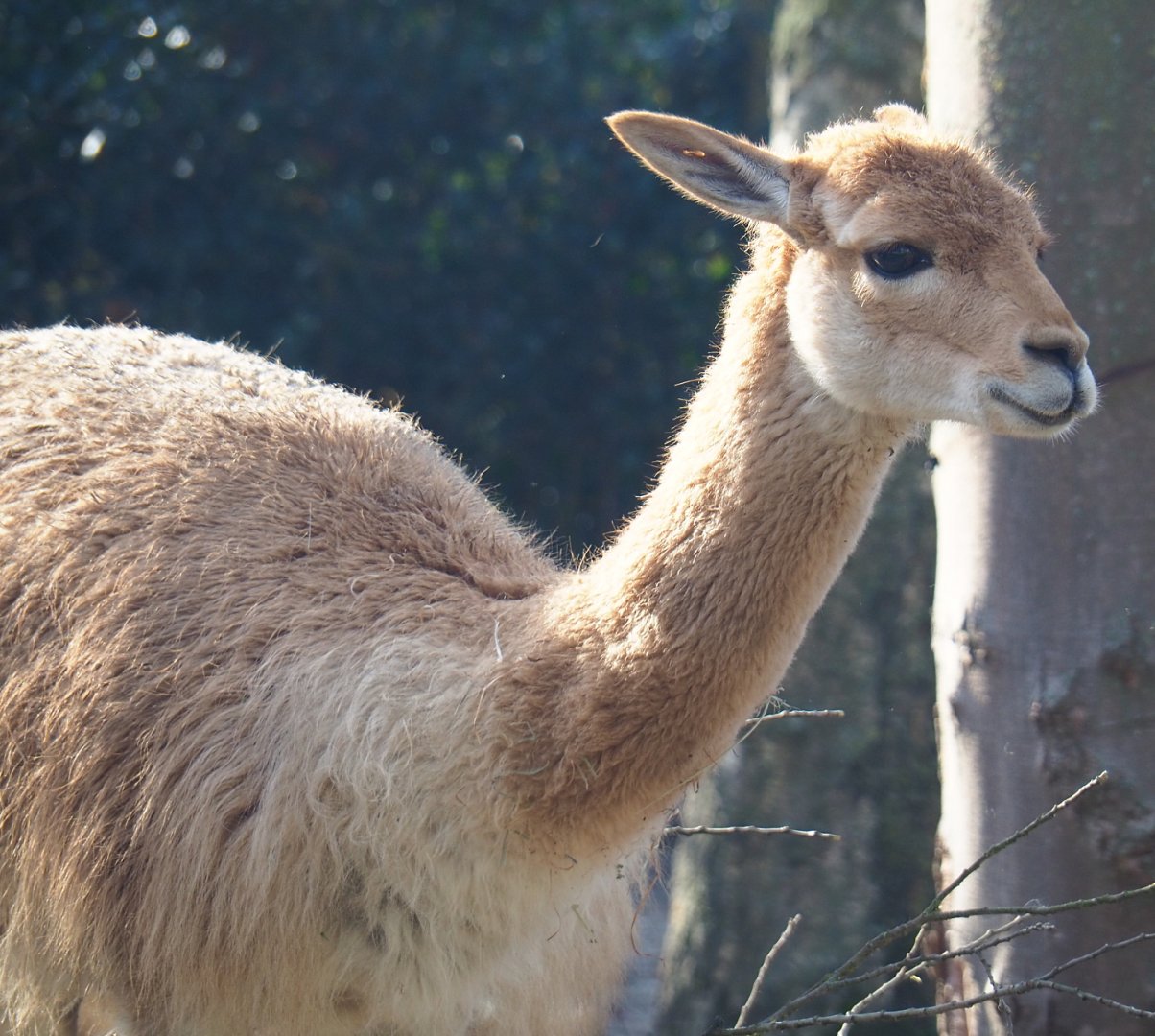 Vicuña (Vicugna vicugna), 2021-12-22