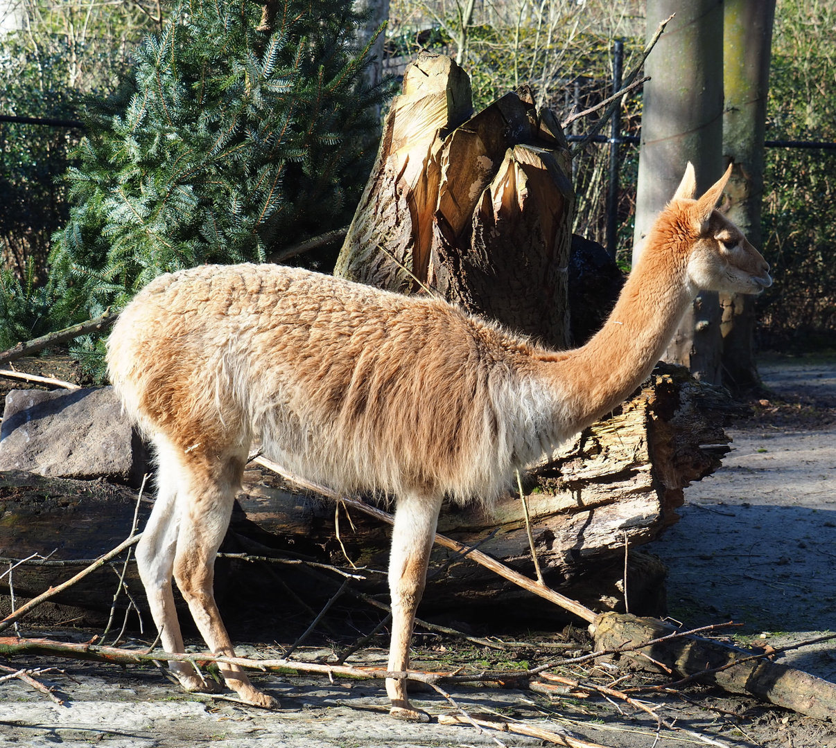 Vicuña (Vicugna vicugna), 2022-02-12