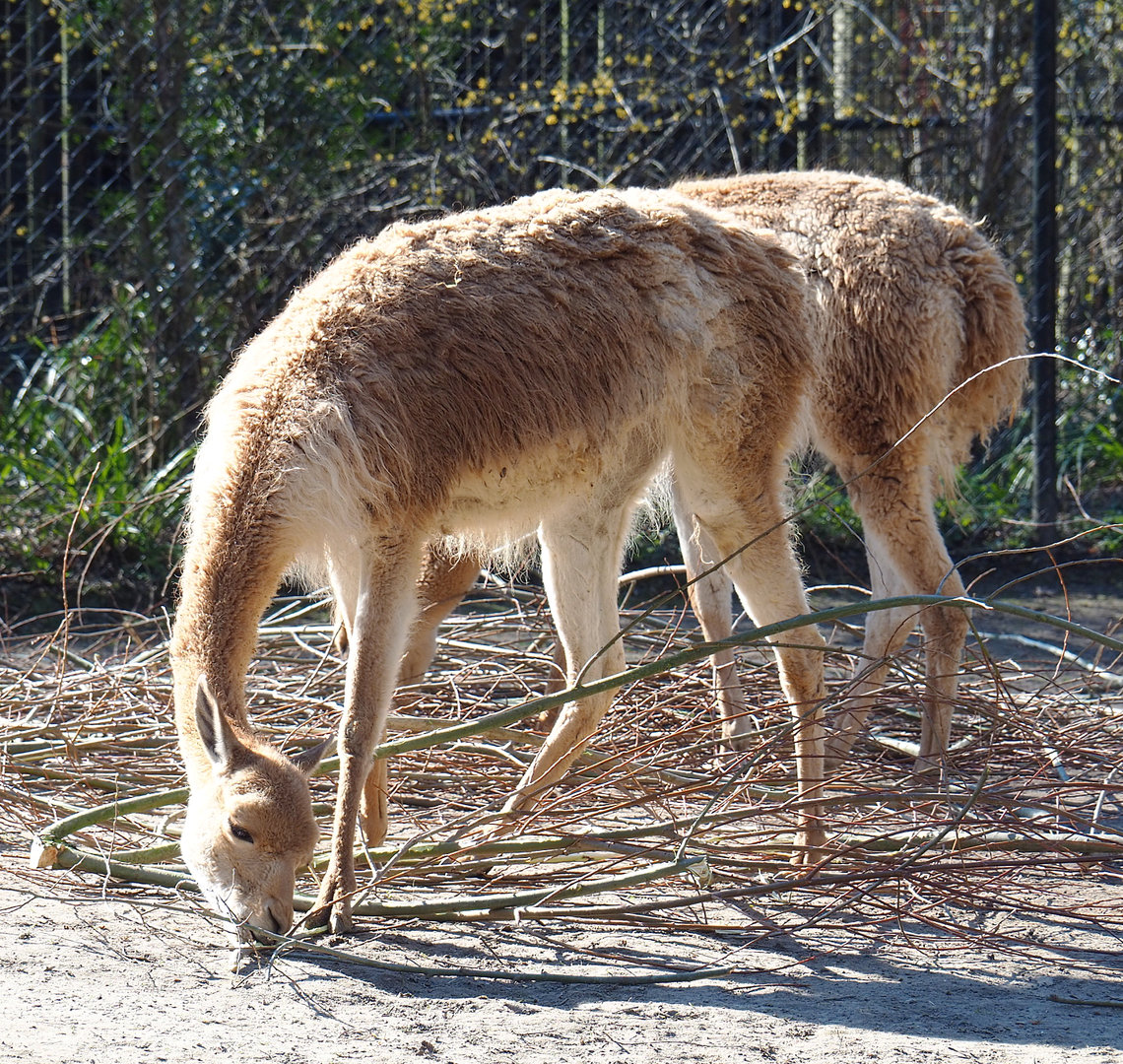Vicuña (Vicugna vicugna), 2022-03-08