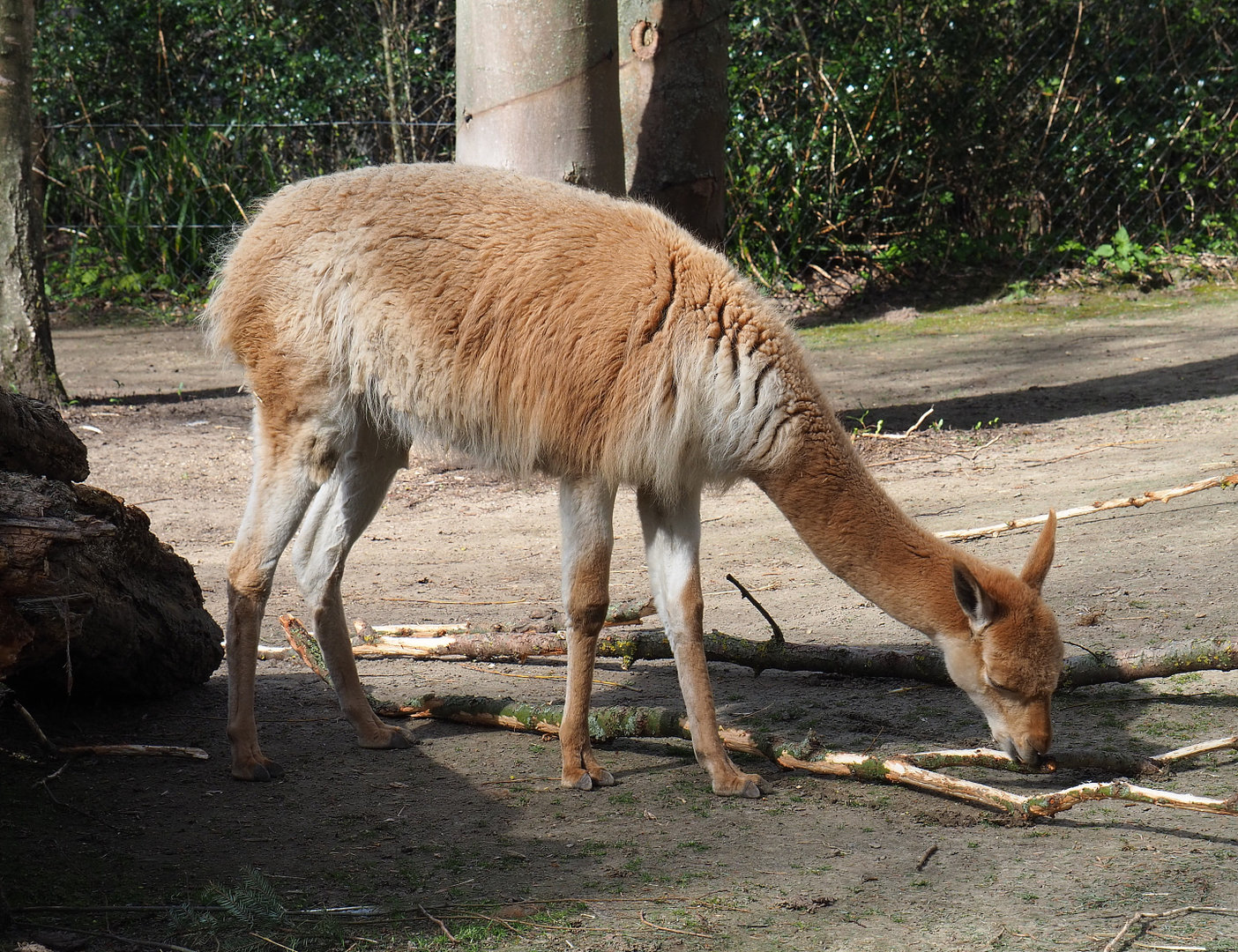 Vicuña (Vicugna vicugna), 2022-04-12