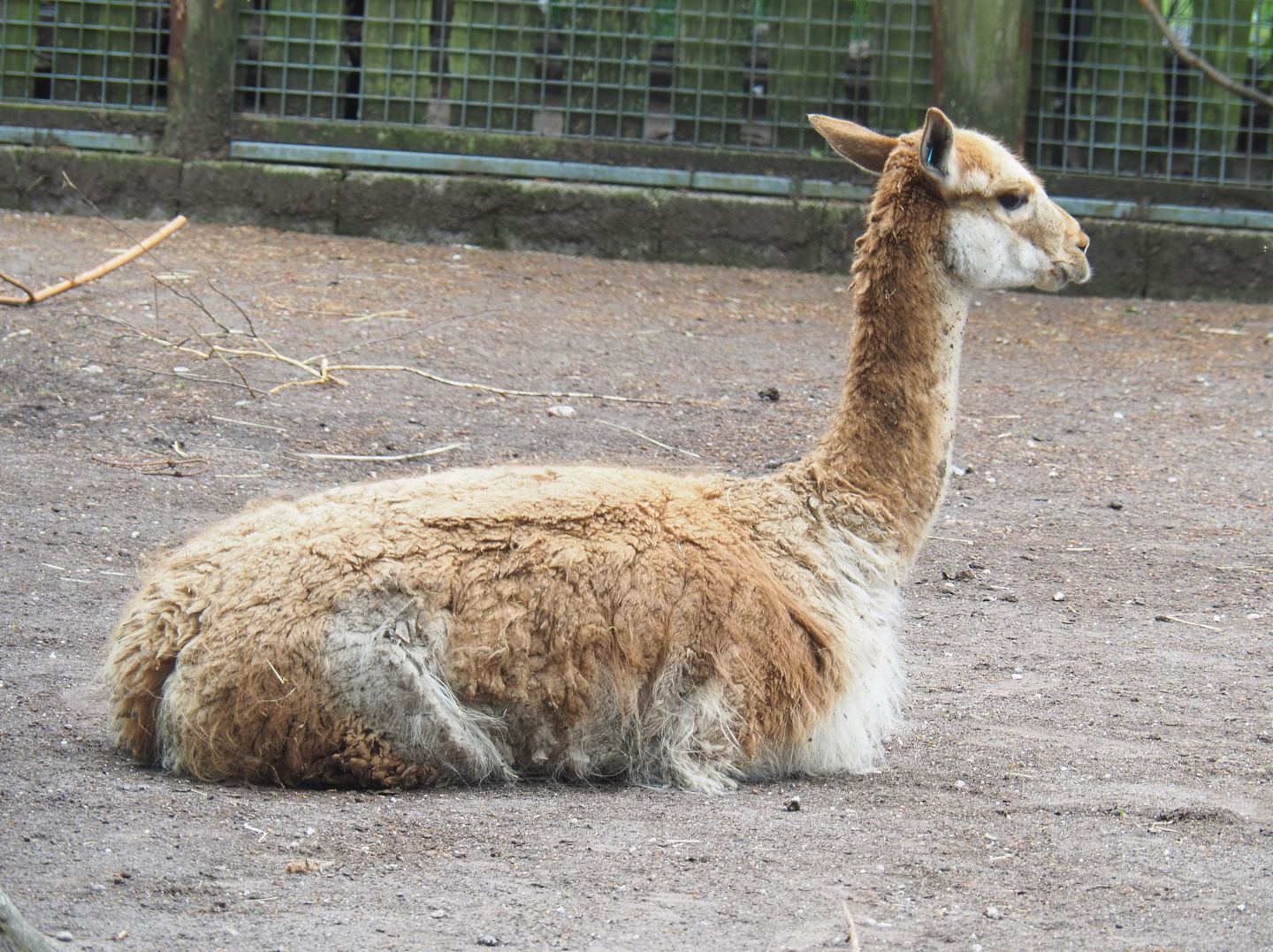 Vicuña (Vicugna vicugna), 2022-05-17