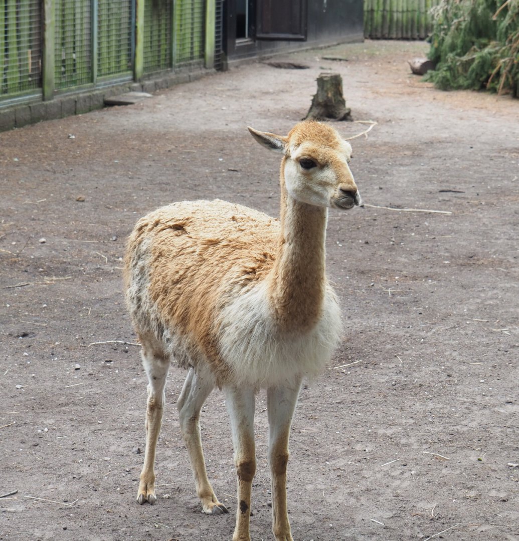 Vicuña (Vicugna vicugna), 2022-05-17