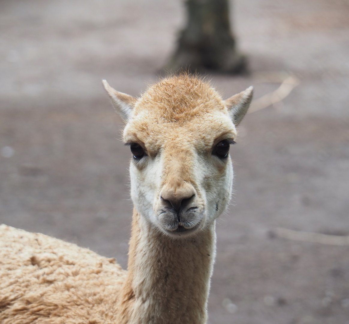 Vicuña (Vicugna vicugna), 2022-05-17