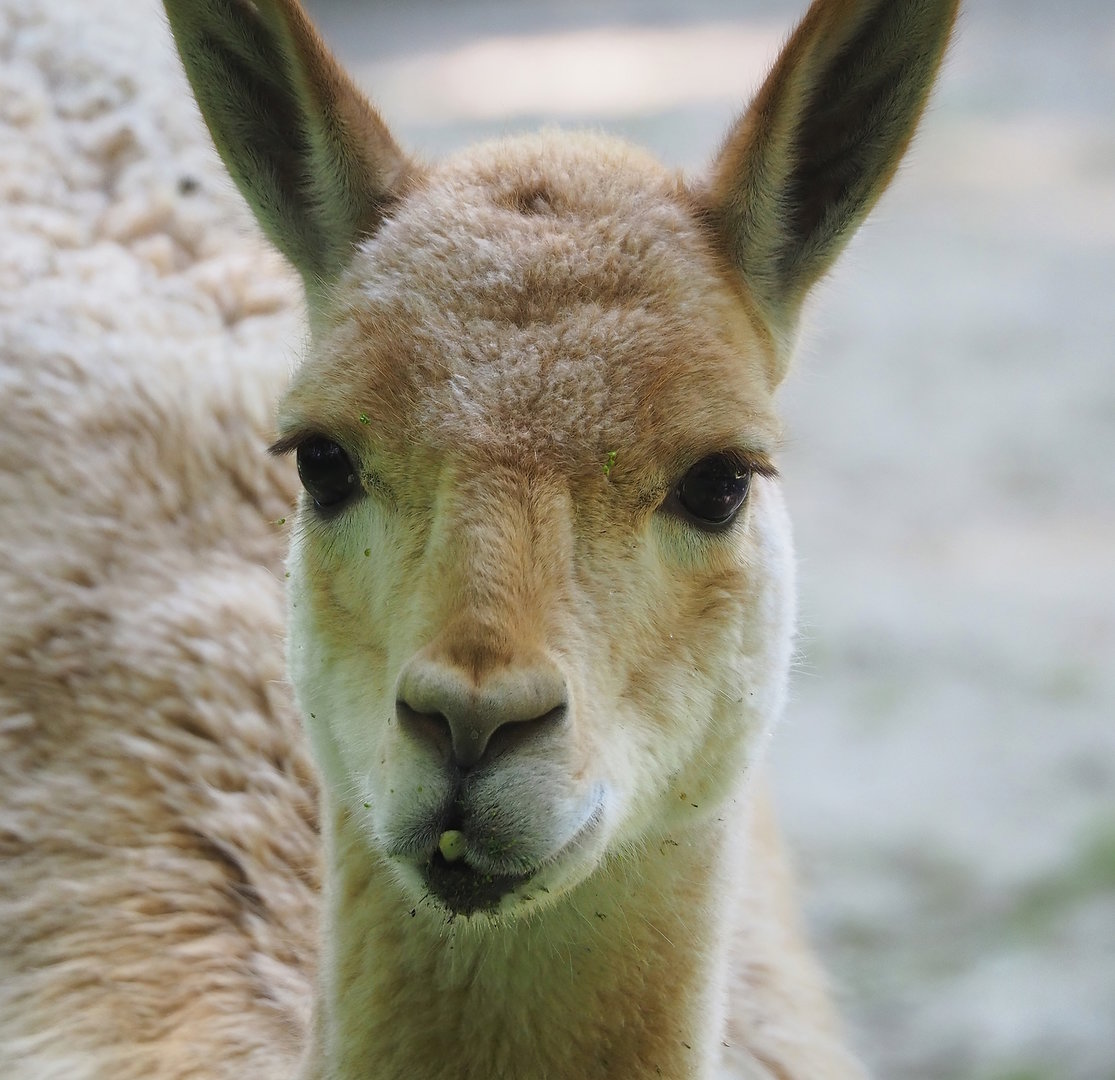 Vicuña (Vicugna vicugna), 2022-08-07