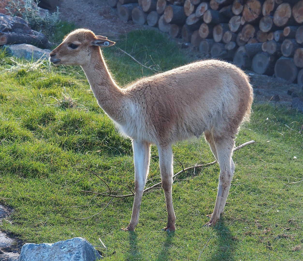 Vicuña (Vicugna vicugna), 2022-08-28