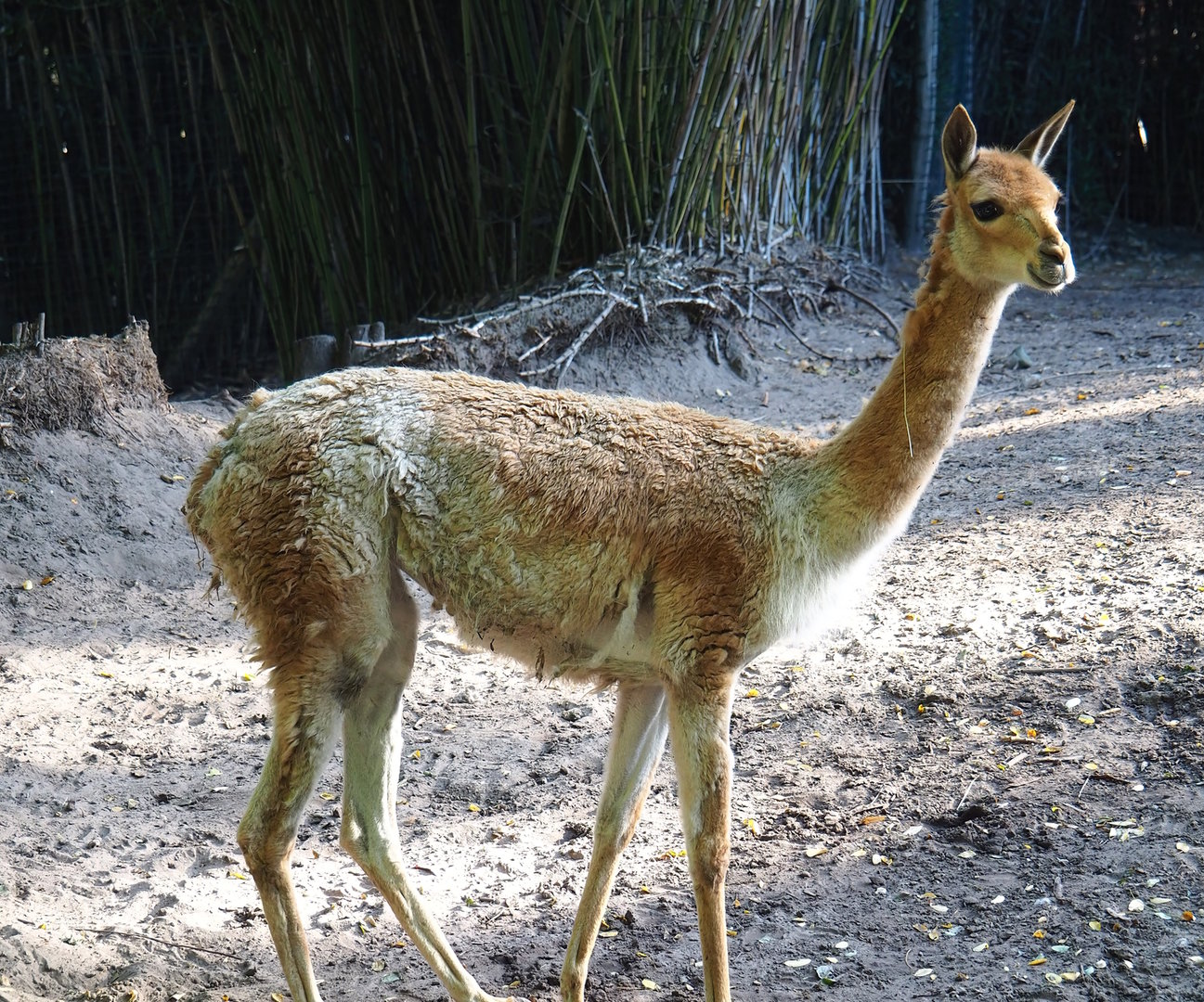 Vicuña (Vicugna vicugna), 2022-10-09