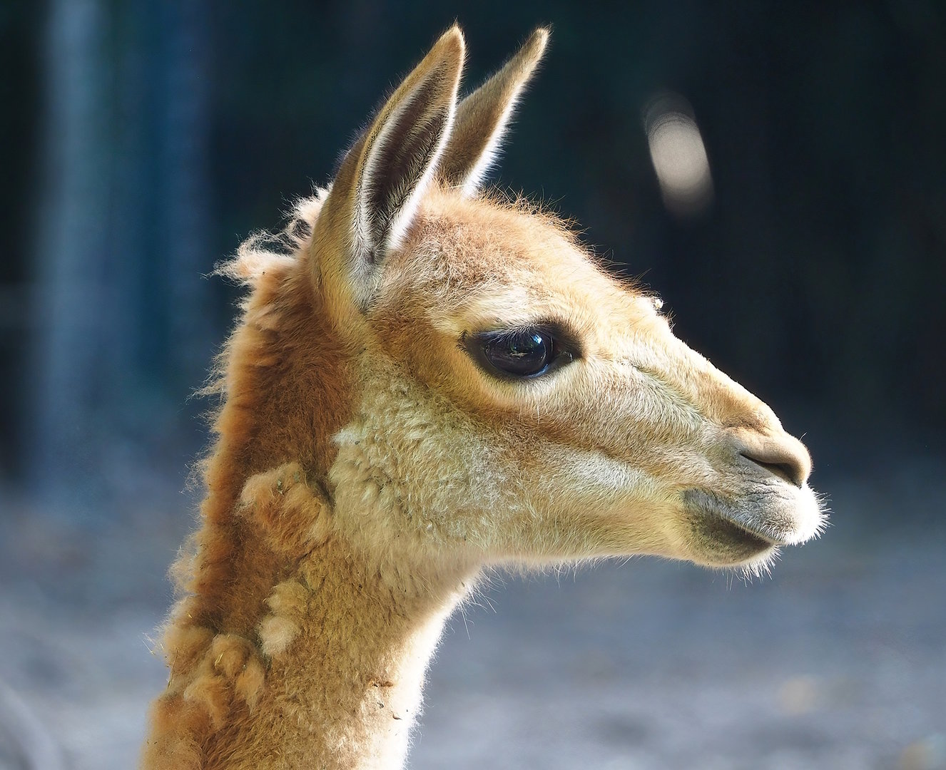 Vicuña (Vicugna vicugna), 2022-10-09