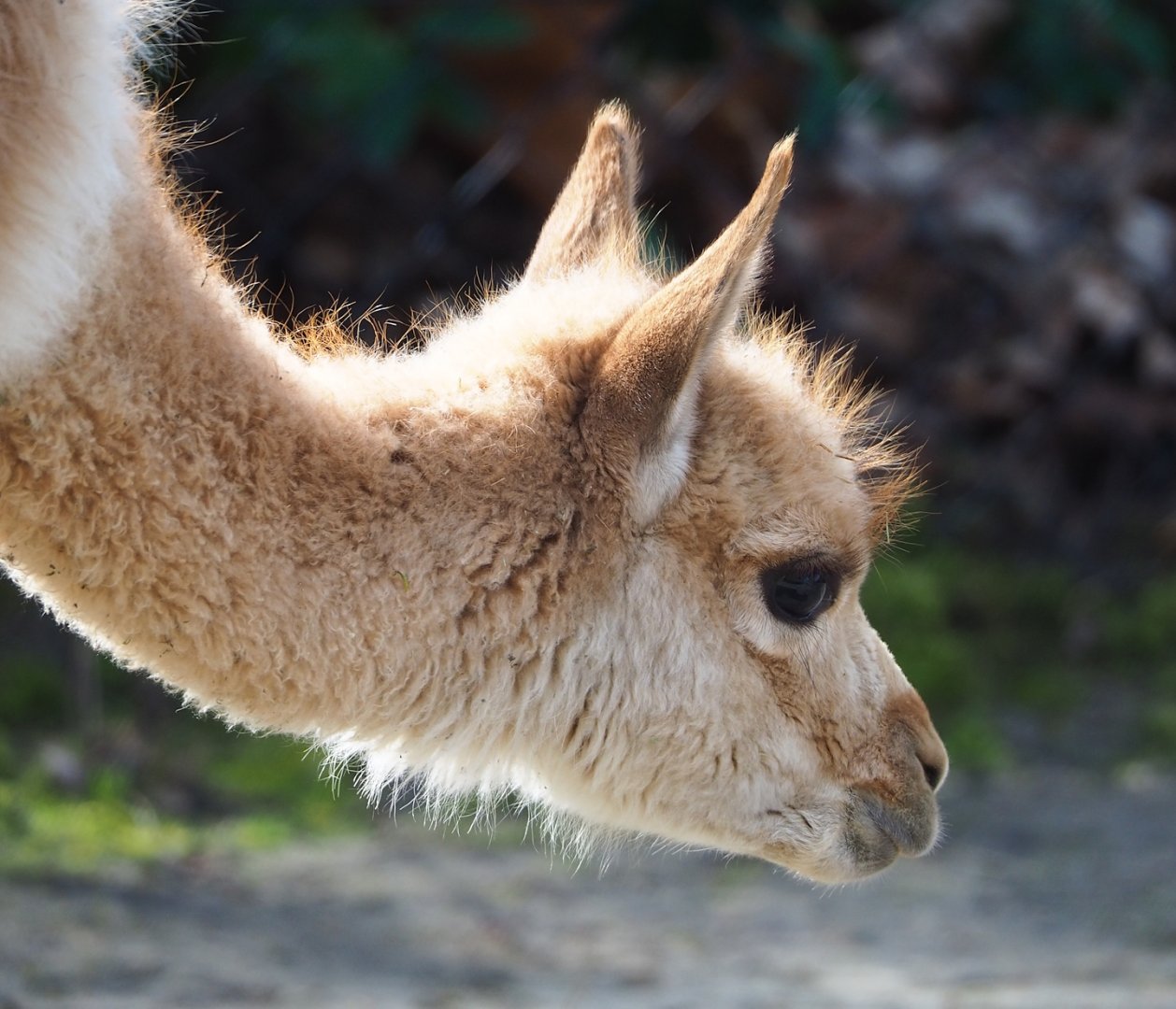 Vicuña (Vicugna vicugna), 2023-03-28