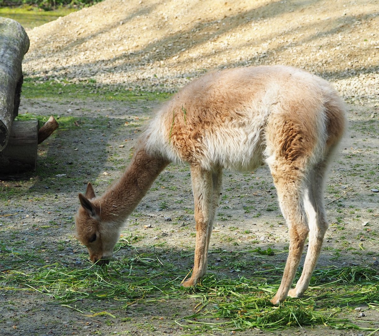 Vicuña (Vicugna vicugna), 2023-04-18