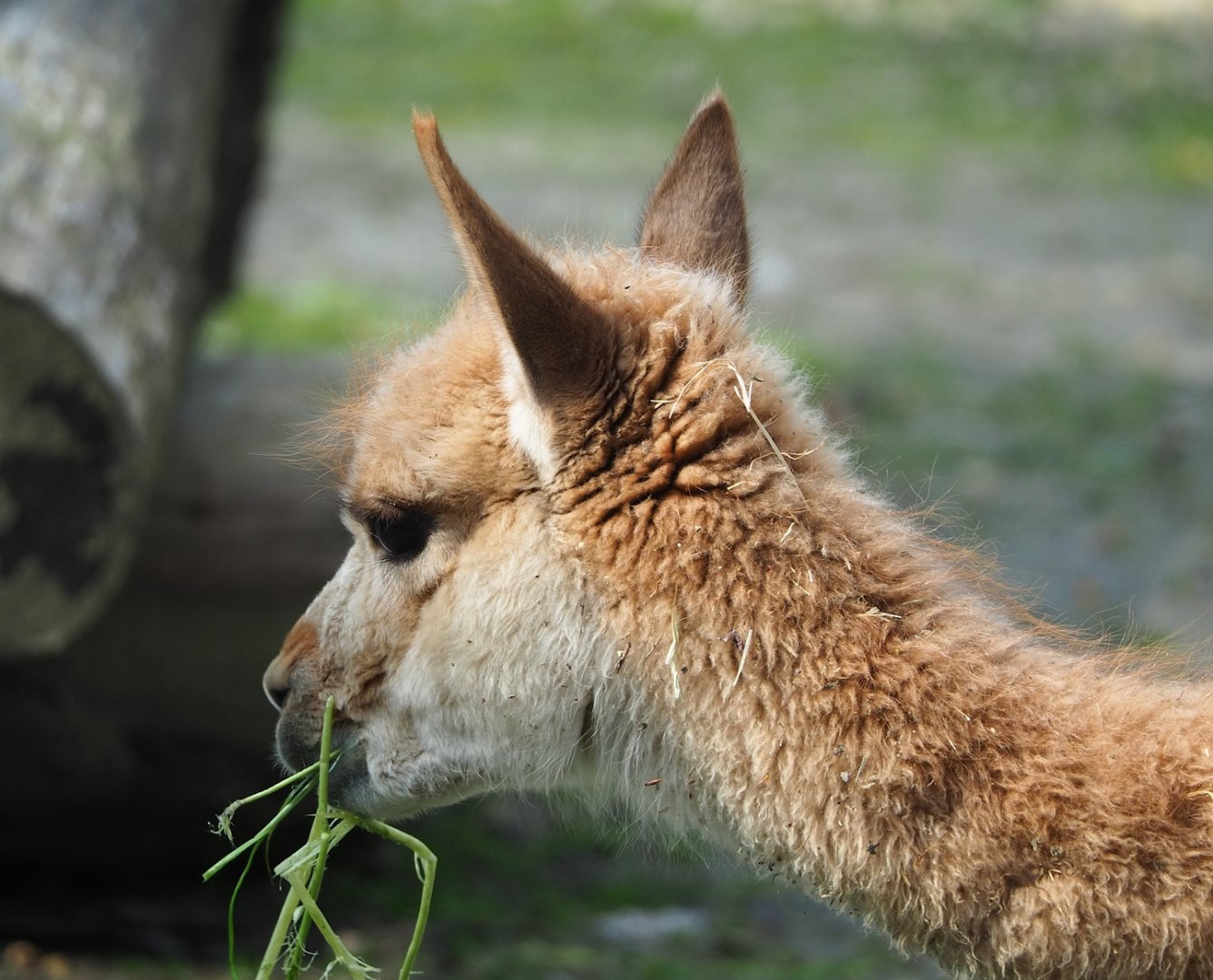 Vicuña (Vicugna vicugna), 2023-04-18