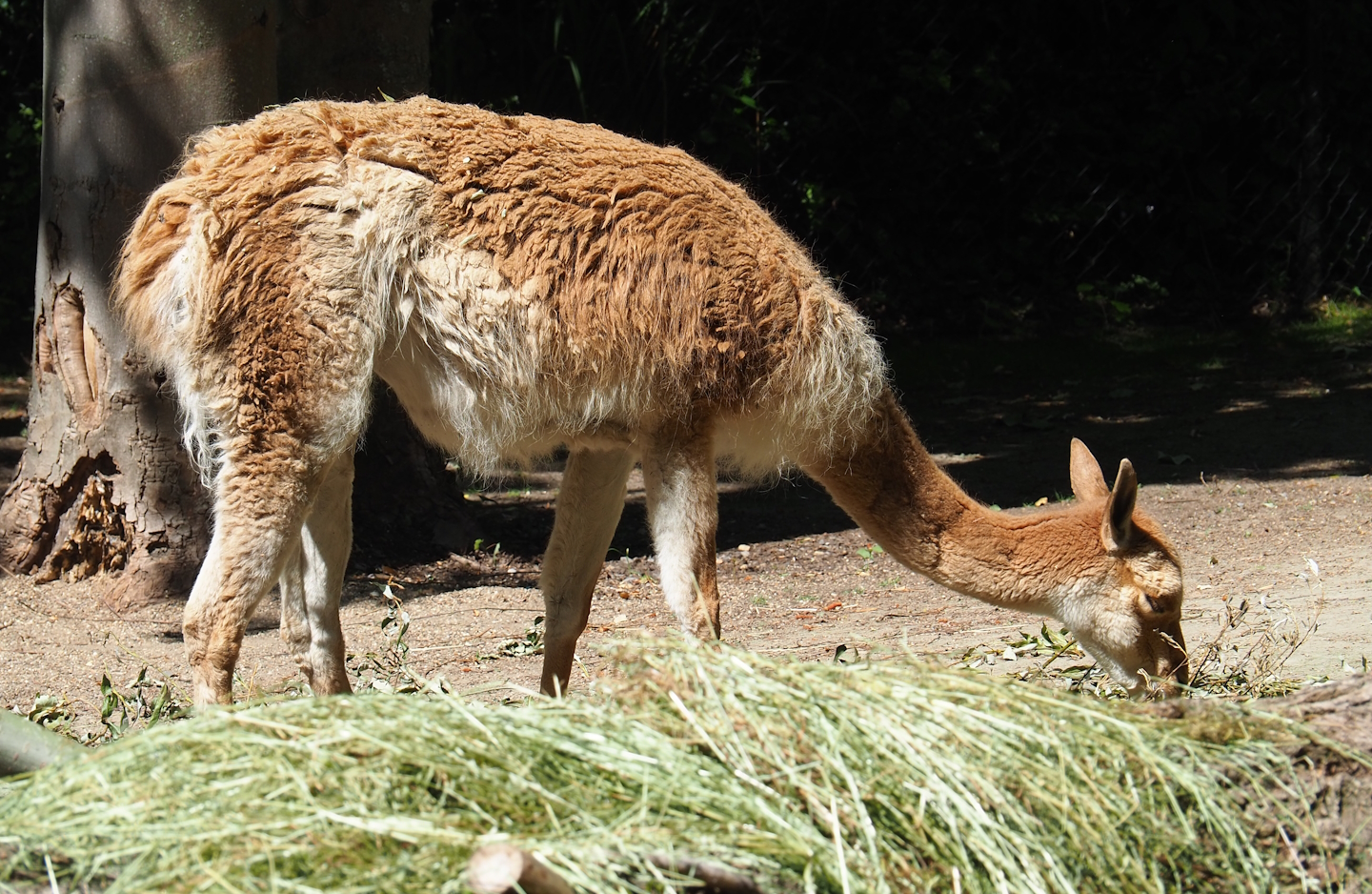 Vicuña (Vicugna vicugna), 2023-07-08