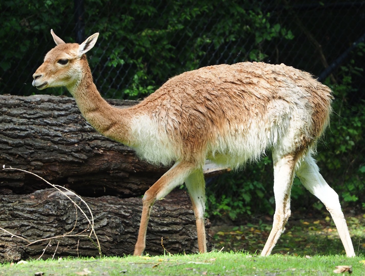 Vicuña (Vicugna vicugna), 2023-09-19