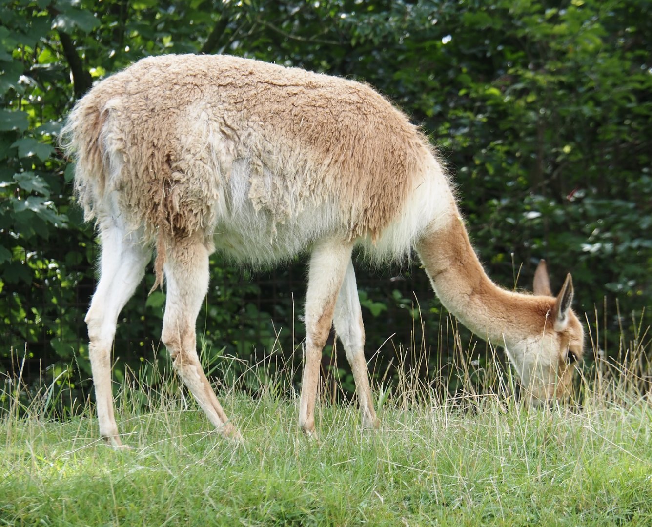 Vicuña (Vicugna vicugna), 2024-08-21
