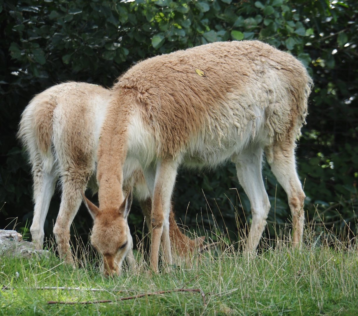 Vicuña (Vicugna vicugna), 2024-08-21