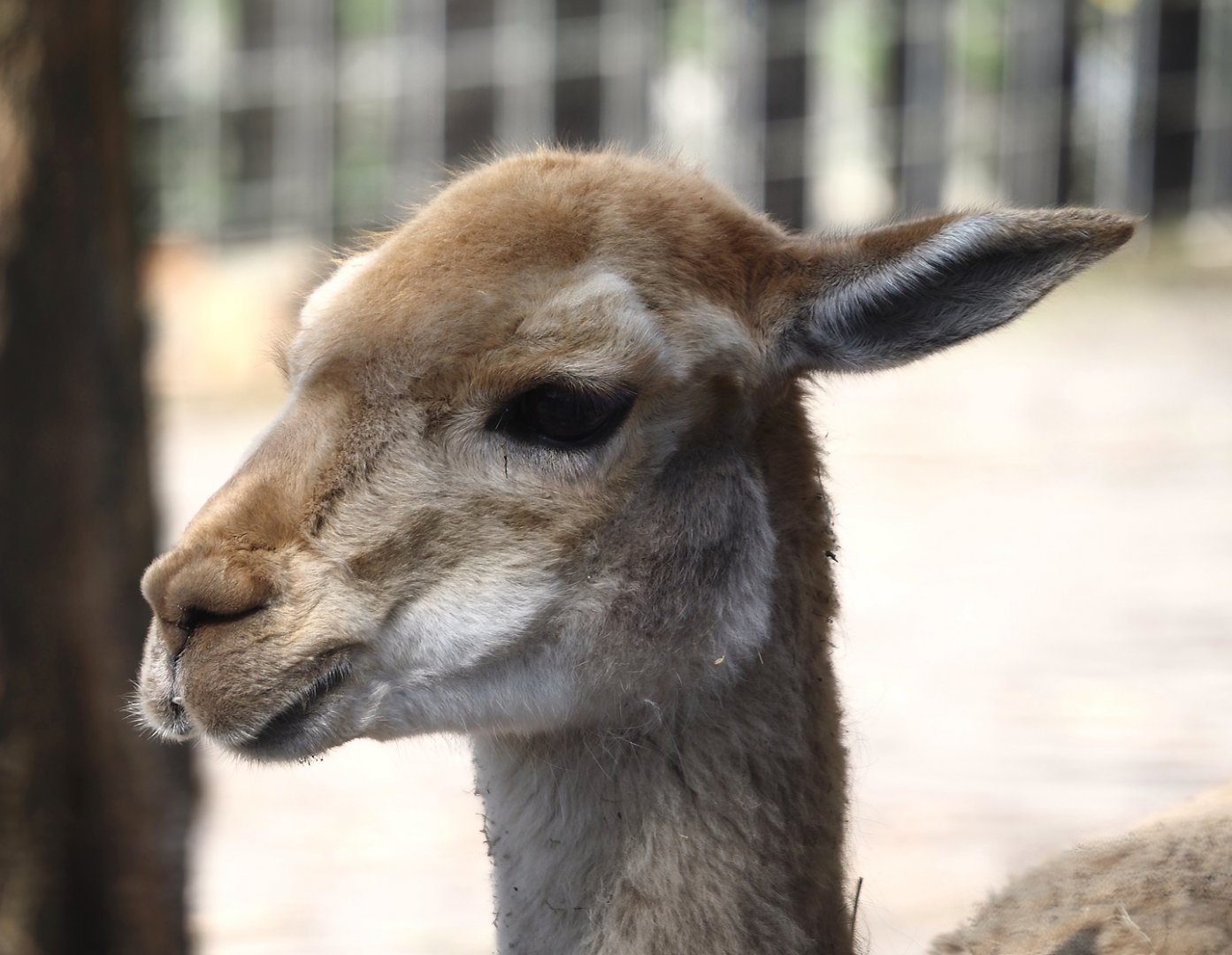 Vicuña (Vicugna vicugna), 2025-04-12