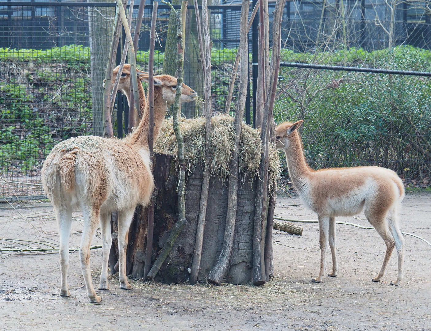 Vicuña  (Vicugna vicugna) and cria at hay feeder, 2022-01-02