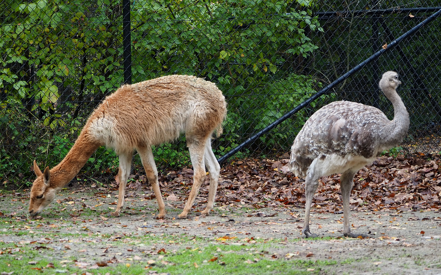 Vicuña (Vicugna vicugna) and Darwin`s rhea (Rhea pennata), 2021-11-06