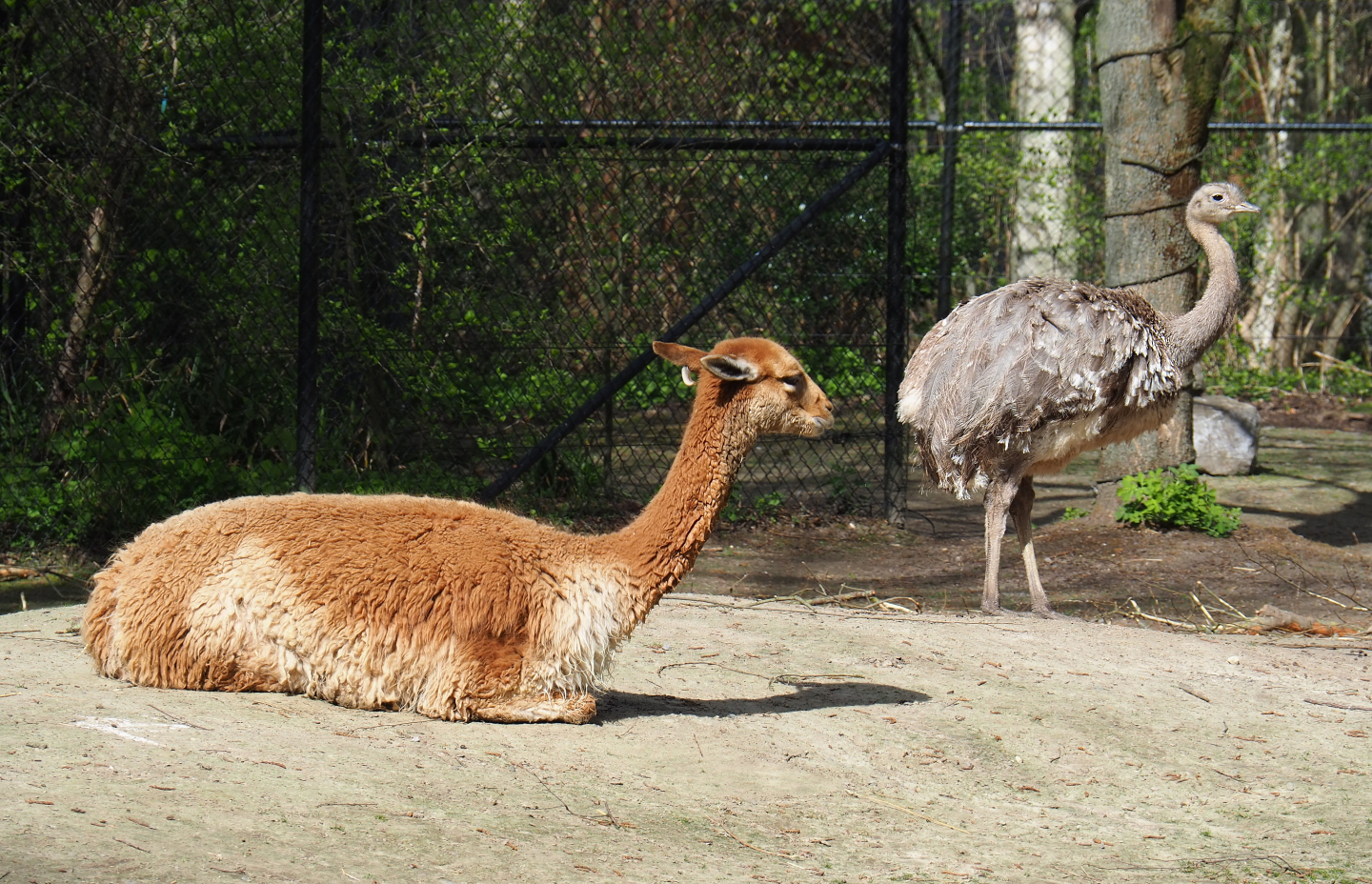 Vicuña (Vicugna vicugna) and Darwin's rhea (Rhea pennata), 2022-04-12