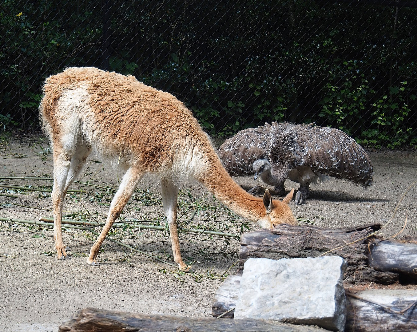 Vicuña (Vicugna vicugna) and Darwin's rhea (Rhea pennata), 2022-07-03