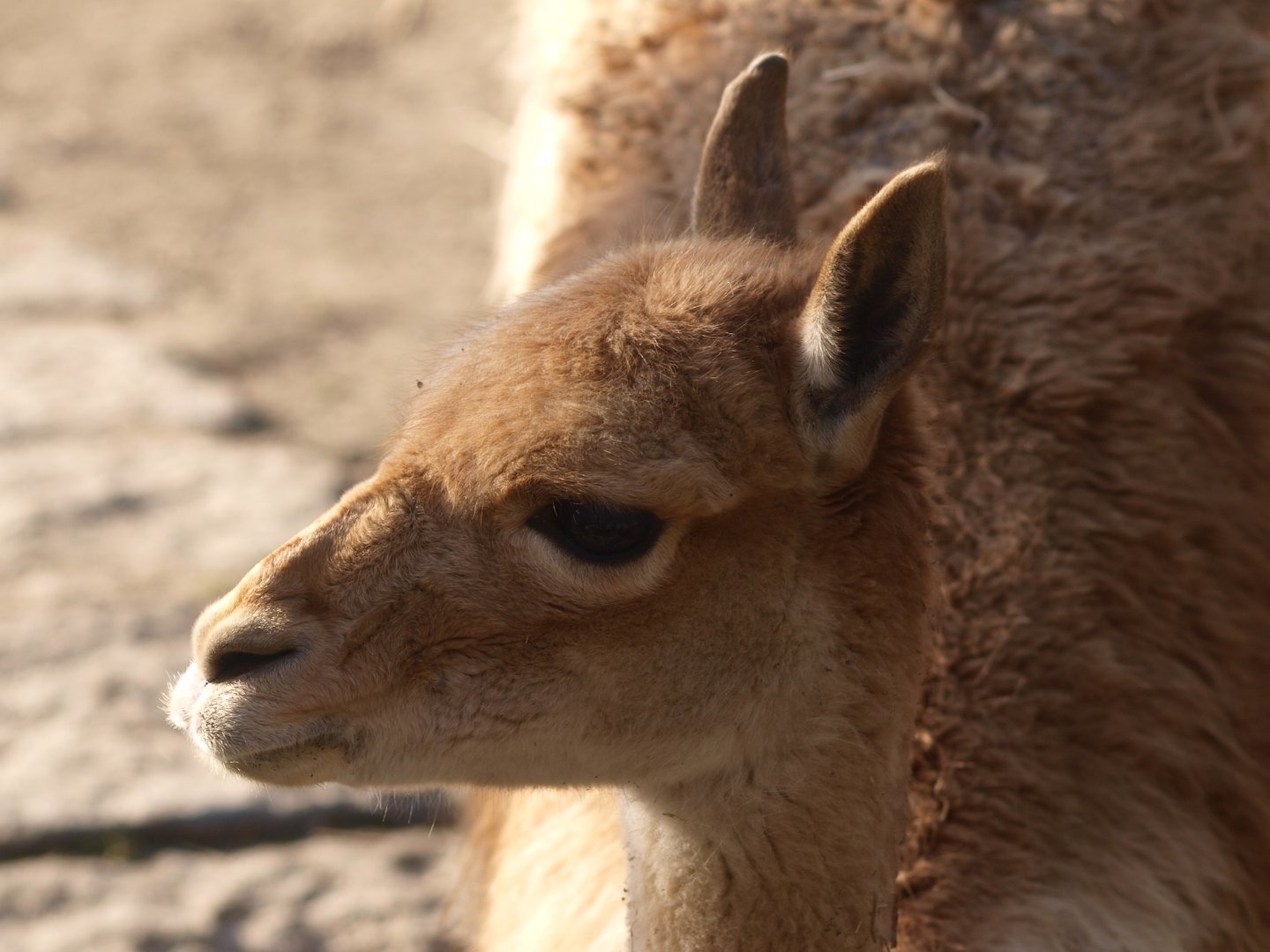 Vicuña (Vicugna vicugna) close-up